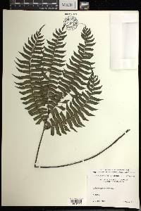 Adiantum pulverulentum image