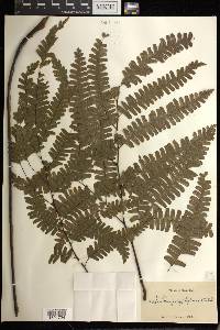 Adiantum polyphyllum image