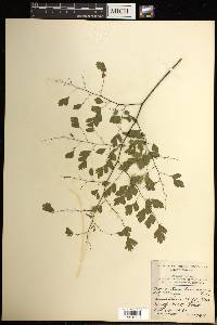 Adiantum tenerum image