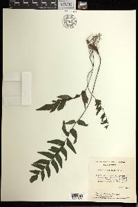 Adiantum petiolatum image