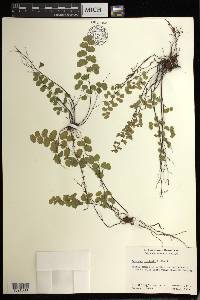 Adiantum jordanii image