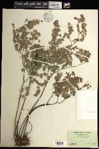 Adiantum tenerum image