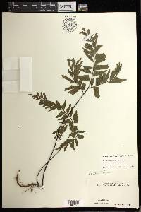 Adiantum latifolium image