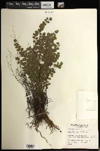 Adiantum fragile image