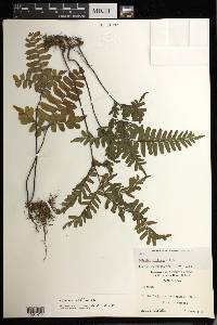 Adiantum latifolium image