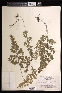 Adiantum capillus-veneris image