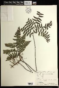 Adiantum latifolium image