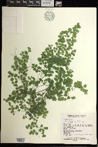 Adiantum poiretii image