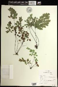 Adiantum tenerum image