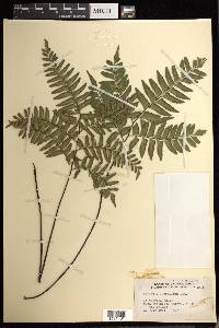 Adiantum latifolium image