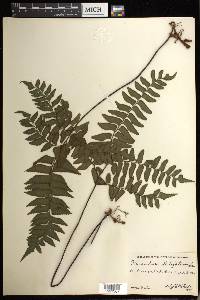 Adiantum latifolium image