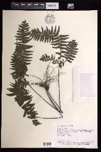 Adiantum obliquum image