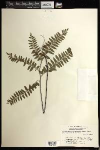 Adiantum latifolium image