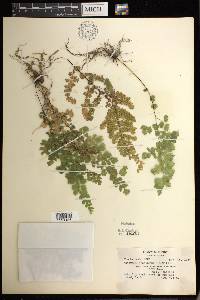 Adiantum concinnum image