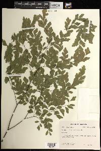 Adiantum tenerum image