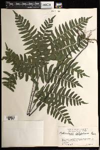 Adiantum latifolium image