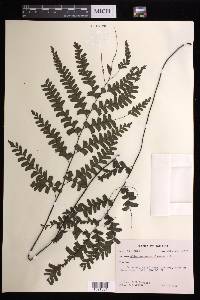 Adiantum melanoleucum image