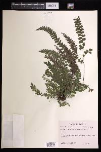 Adiantum melanoleucum image