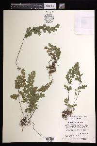 Adiantum capillus-veneris image