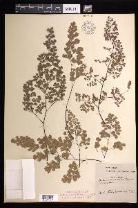 Adiantum capillus-veneris image