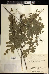 Adiantum tenerum image