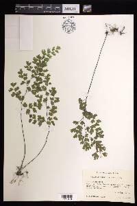 Adiantum capillus-veneris image