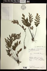 Adiantum petiolatum image