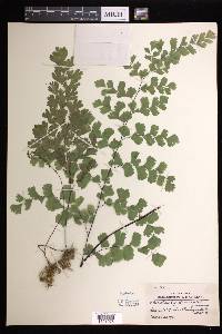 Adiantum capillus-veneris image