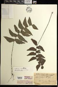 Adiantum petiolatum image