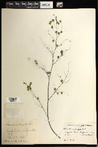 Adiantum fragile image