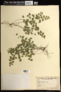 Adiantum jordanii image