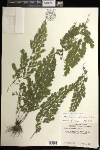 Adiantum raddianum image