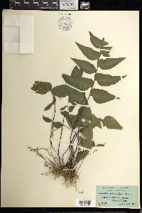 Adiantum petiolatum image