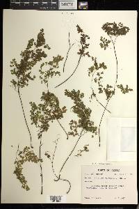 Adiantum raddianum image