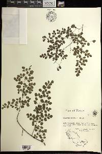 Adiantum poiretii image