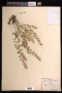 Adiantum capillus-veneris image