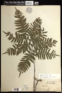 Adiantum latifolium image