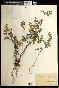 Adiantum jordanii image