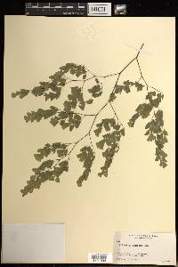 Adiantum tenerum image