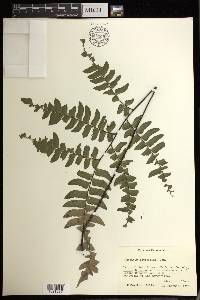 Adiantum latifolium image