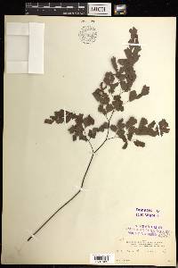 Adiantum tenerum image