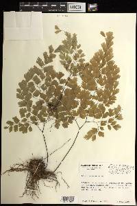 Adiantum tenerum image