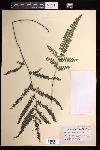 Adiantum melanoleucum image