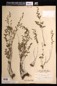 Adiantum capillus-veneris image