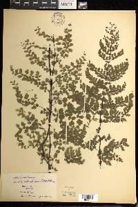 Adiantum subvolubile image