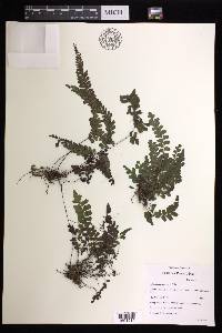 Adiantum melanoleucum image