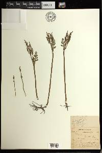 Botrychium matricariifolium image