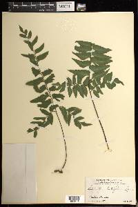 Adiantum latifolium image