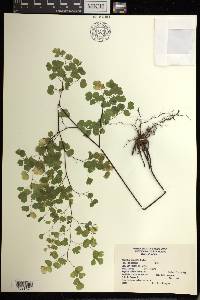 Adiantum poiretii image