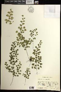 Adiantum raddianum image